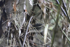 Myornis senilis