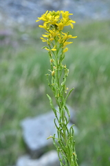 Sisymbrium austriacum