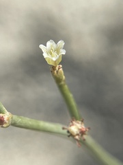 Eriogonum ephedroides