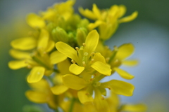 Sisymbrium austriacum