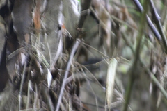 Myornis senilis