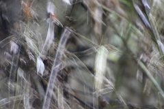Myornis senilis