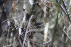 Myornis senilis