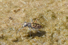 Ellipsoptera macra