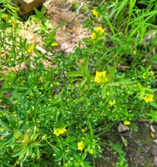 Lysimachia hybrida
