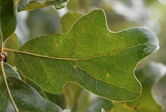 Quercus similis
