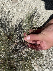 Eriogonum ephedroides