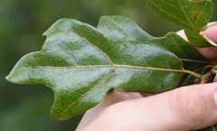 Quercus similis