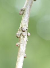 Quercus similis