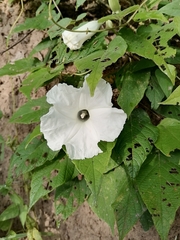 Ipomoea cuprinacoma