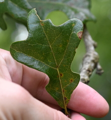 Quercus similis