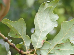 Quercus similis