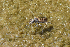Ellipsoptera macra