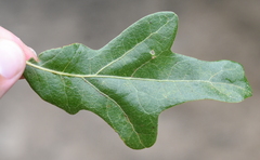 Quercus similis