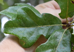 Quercus similis