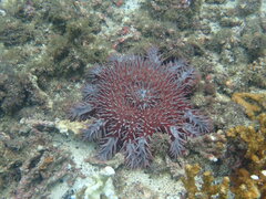Acanthaster planci