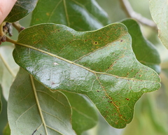 Quercus similis