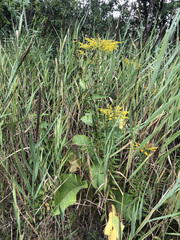 Inula racemosa
