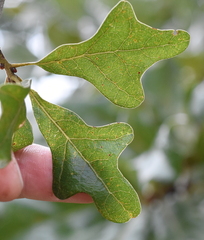 Quercus similis