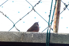 Troglodytes aedon