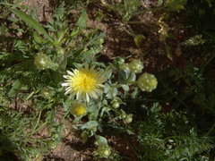 Malacothrix coulteri