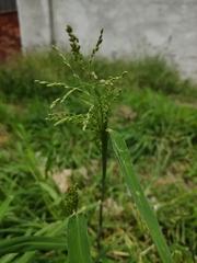 Panicum antidotale