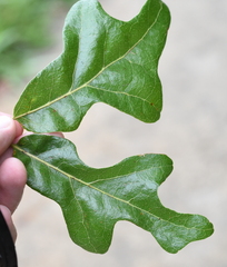 Quercus similis