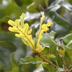 Quercus similis