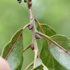 Quercus similis