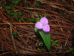 Tradescantia crassifolia