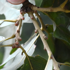 Quercus similis