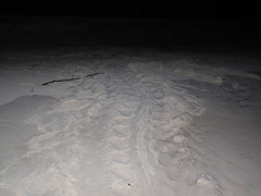 Dermochelys coriacea