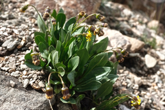 Senecio amplectens holmii