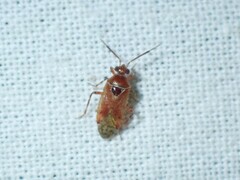 Alloeotomus gothicus