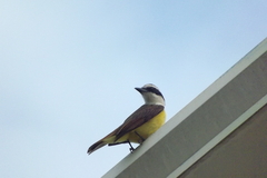 Pitangus sulphuratus