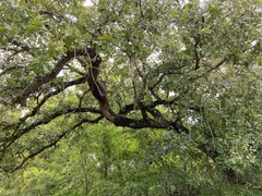 Quercus similis