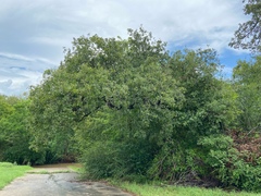 Quercus similis