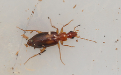 Dromius angustus