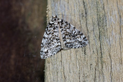 Pseudocoremia monacha