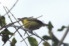 Todirostrum cinereum