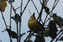 Todirostrum cinereum
