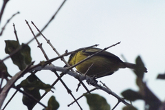 Todirostrum cinereum