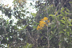 Dendrophorbium