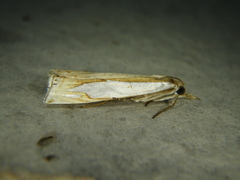 Crambus watsonellus
