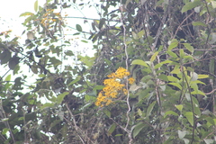 Dendrophorbium