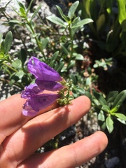 Penstemon ellipticus