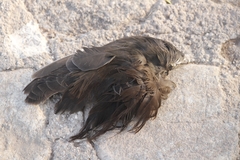 Gallinula galeata