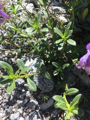 Penstemon ellipticus