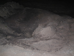 Dermochelys coriacea