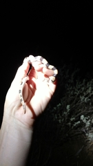 Phyllorhynchus browni